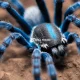 Tarantula Biru Super Langka Ditemukan Youtuber Asal Thailand