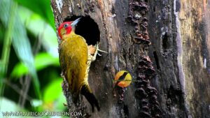 Kenapa Burung Pelatuk Suka Melubangi Batang Pohon (Fakta dan Alasan)
