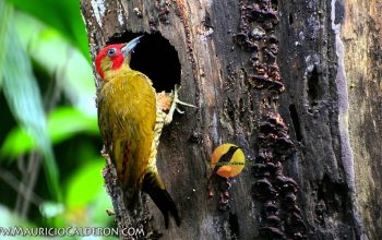Kenapa Burung Pelatuk Suka Melubangi Batang Pohon (Fakta dan Alasan)