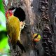 Kenapa Burung Pelatuk Suka Melubangi Batang Pohon (Fakta dan Alasan)