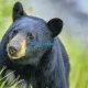 Bear Meat and Trichinellosis What You Need to Know