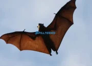 Kelelawar Raksasa Golden-Crowned Flying Fox: Keajaiban Alam yang Terancam Punah