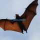 Kelelawar Raksasa Golden-Crowned Flying Fox: Keajaiban Alam yang Terancam Punah