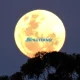 Mengenal Perbedaan Supermoon, Blue Moon, dan Blood Moon: Fenomena Langit yang Memesona