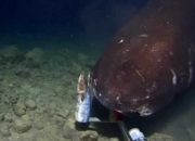 Hiu Raksasa Terekam Kamera di Laut Dalam Palung Tonga