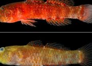 6 Spesies Baru Paling Aneh yang Ditemukan di 2024: Dari Piranha Vegetarian hingga Katak Bertaring