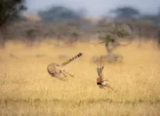 ViewSonic ColorPro Awards 2024: Melihat Karya Fotografi yang Memukau