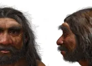 6 Perbedaan antara Homo Neanderthal dan Homo Sapiens, Leluhur Manusia yang Dianggap Mirip