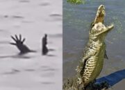 Buaya Pura-Pura Tenggelam di Sungai Barito Jadi Sorotan