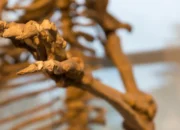 Fakta Baru tentang Fosil Manusia Tertua di Jepang yang Mengejutkan