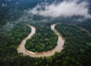 Fenomena Unik Sungai Amazon yang Berbalik Arah