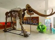 Fosil Gajah dan Banteng Purba Ditemukan di Museum Purbakala Patiayam