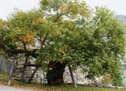 Fosil Hidup Ginkgo Biloba yang Selamat dari Bom Hiroshima