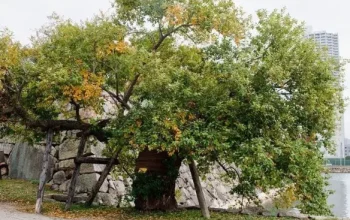 Fosil Hidup Ginkgo Biloba yang Selamat dari Bom Hiroshima