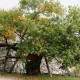 Fosil Hidup Ginkgo Biloba yang Selamat dari Bom Hiroshima