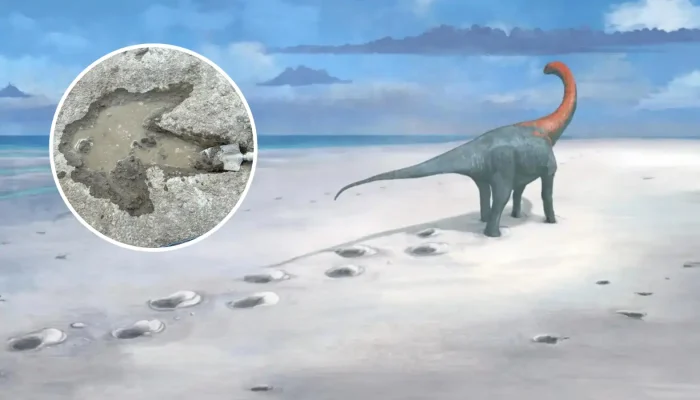 Jejak Kaki Dinosaurus 166 Juta Tahun yang Heboh di Inggris