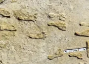 Jejak Kaki Manusia Purba yang Mengubah Cara Kita Melihat Sejarah