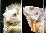 Keajaiban Hewan Albino yang Membuat Kita Terpesona