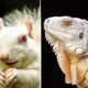 Keajaiban Hewan Albino yang Membuat Kita Terpesona