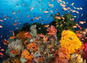 Keajaiban Tersembunyi “Segitiga Terumbu Karang” yang Mendunia