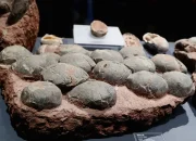 Penemuan Fosil Telur Dinosaurus yang Membuat Heboh