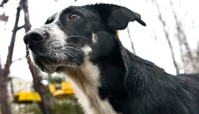 Perubahan Genetik Anjing Chernobyl yang Mengejutkan Dunia