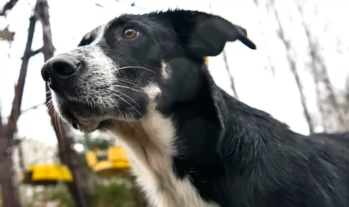 Perubahan Genetik Anjing Chernobyl yang Mengejutkan Dunia