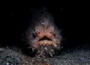 Uropterygius Hades Penemuan Baru yang Mengungkap Rahasia Dunia Bawah