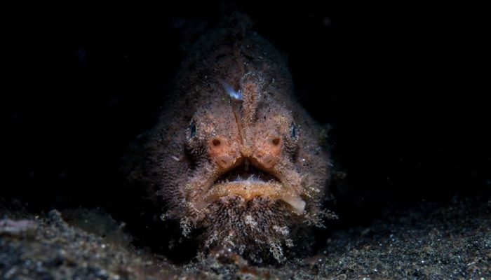 Uropterygius Hades Penemuan Baru yang Mengungkap Rahasia Dunia Bawah