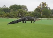 Buaya Raksasa Mirip Godzila Muncul di Lapangan Golf Florida, Bikin Heboh!