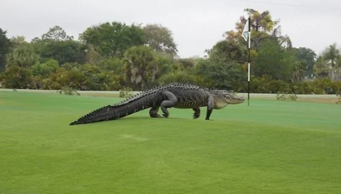 Buaya Raksasa Mirip Godzila Muncul di Lapangan Golf Florida, Bikin Heboh!