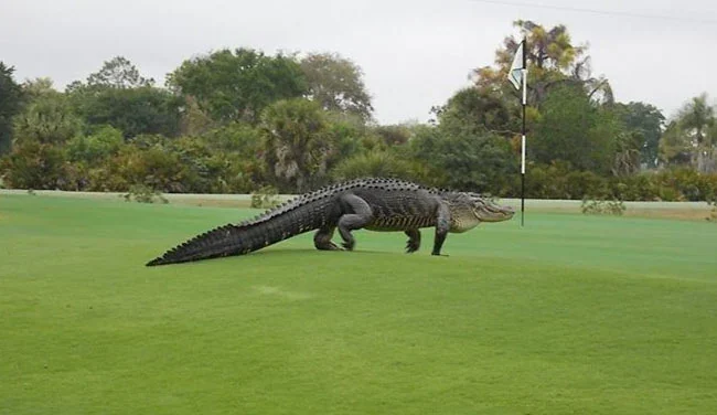 Buaya Raksasa Mirip Godzila Muncul di Lapangan Golf Florida, Bikin Heboh!