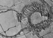 Fosil Naga Asli China yang Lengkap Ditemukan, Ilmuwan Ungkap Fakta Mengejutkan!