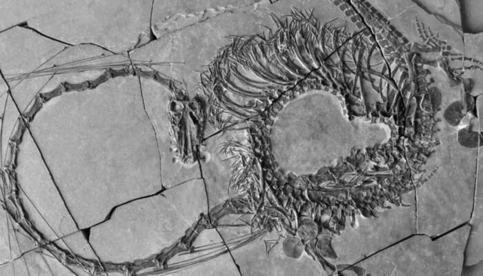 Fosil Naga Asli China yang Lengkap Ditemukan, Ilmuwan Ungkap Fakta Mengejutkan!