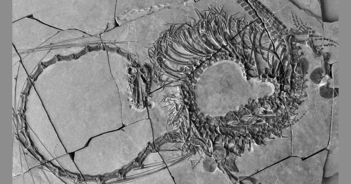 Fosil Naga Asli China yang Lengkap Ditemukan, Ilmuwan Ungkap Fakta Mengejutkan!