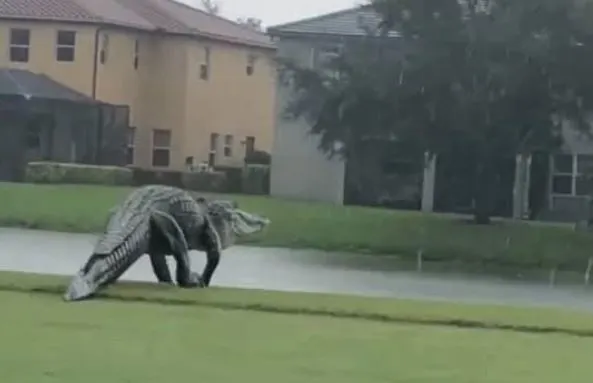 Kasus Serupa di Lapangan Golf Amerika