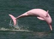 Perilaku Unik Lumba-Lumba Sungai Amazon yang Bikin Kagum