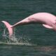 Perilaku Unik Lumba-Lumba Sungai Amazon yang Bikin Kagum