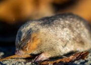 Tikus Tanah Emas Ternyata Masih Ada!