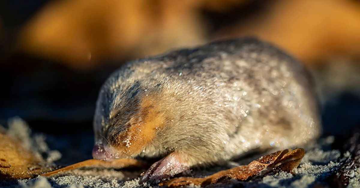 Tikus Tanah Emas Ternyata Masih Ada!