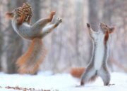 Cara Hewan Menyesuaikan Diri dengan Perubahan Iklim