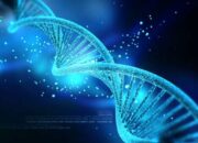 Cara Kerja DNA dalam Menentukan Siapa Kita