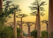 Cara Tanaman Bisa Berkomunikasi dengan Sesamanya