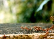 Dunia Serangga yang Lebih Kompleks dari yang Kamu Kira