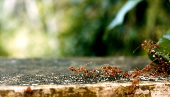 Dunia Serangga yang Lebih Kompleks dari yang Kamu Kira