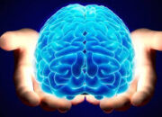 Fakta Unik Tentang Otak Manusia yang Jarang Dibahas