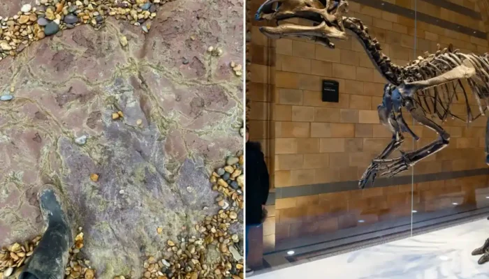 Jejak Kaki Raksasa Iguanodon Berusia 100 Juta Tahun Ditemukan di Pantai Inggris