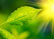 Keajaiban Fotosintesis dan Dampaknya pada Dunia