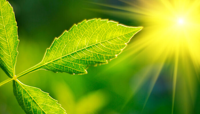 Keajaiban Fotosintesis dan Dampaknya pada Dunia