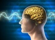 Otak Bisa Diperbarui Fakta Mengejutkan Dunia Neurologi